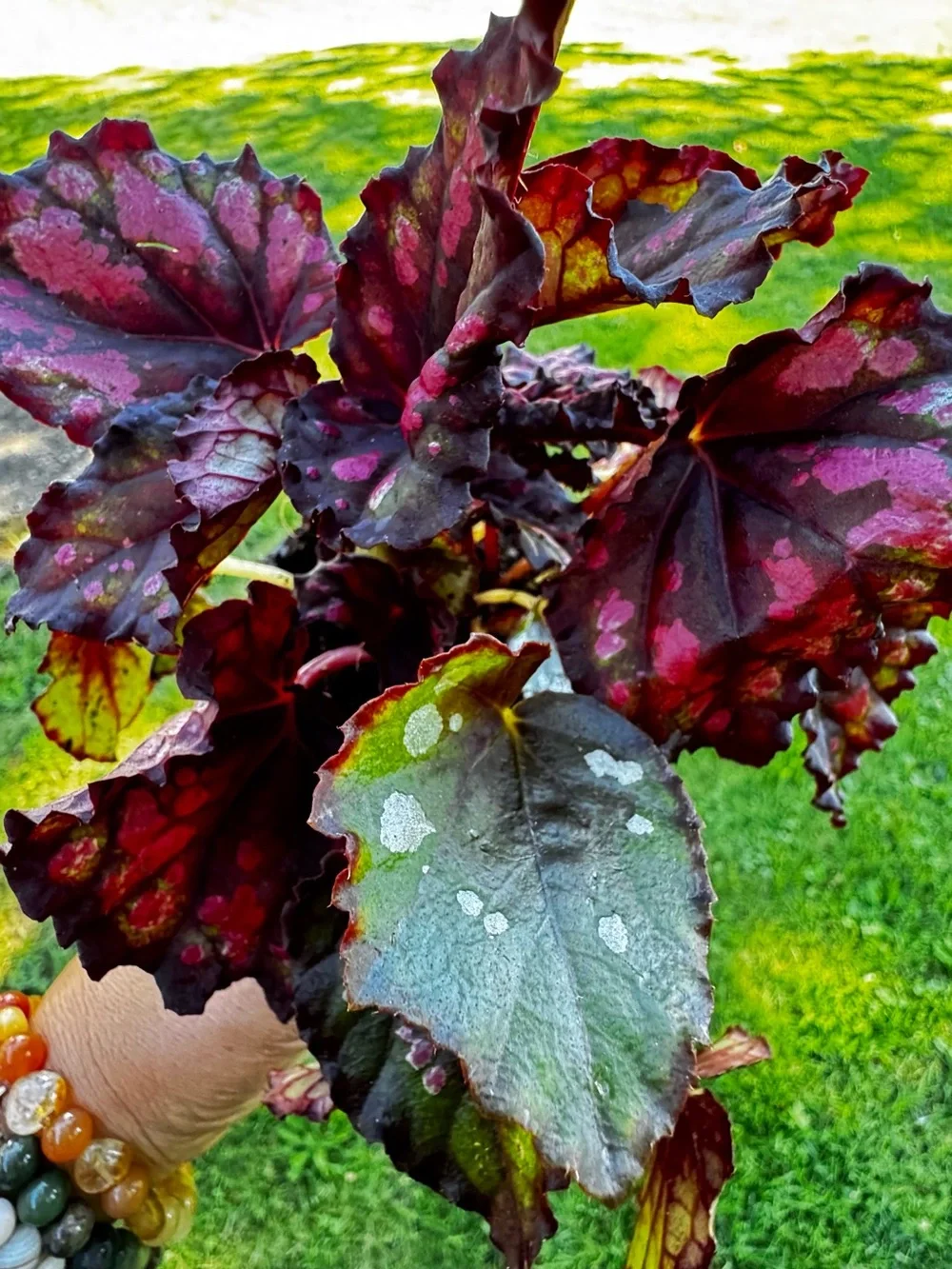 Colorful Red Begonia Houseplant - Decorative Home Accent